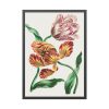 93830-96.jpg Various Tulips by John Edwards Framed Poster