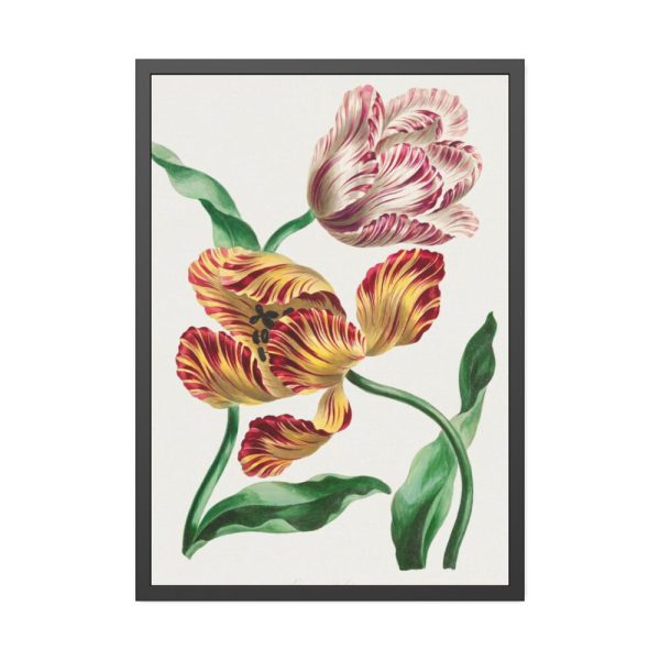 93830-96.jpg Various Tulips by John Edwards Framed Poster