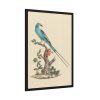 93831-1.jpg Coracias abyssinicus (Abyssinian Roller) Framed Poster
