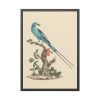 93831.jpg Coracias abyssinicus (Abyssinian Roller) Framed Poster