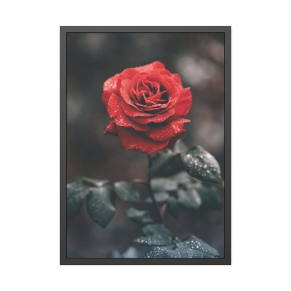 93831-112.jpg Close-up of a Red Rose With Its Petals Framed Poster