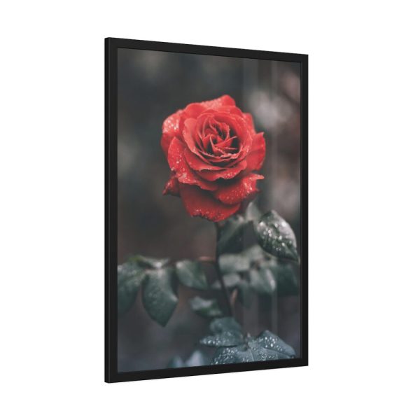 93831-113.jpg Close-up of a Red Rose With Its Petals Framed Poster