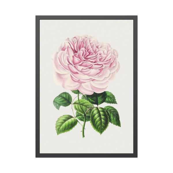 Hand Drawn Bengal Rose Framed Poster