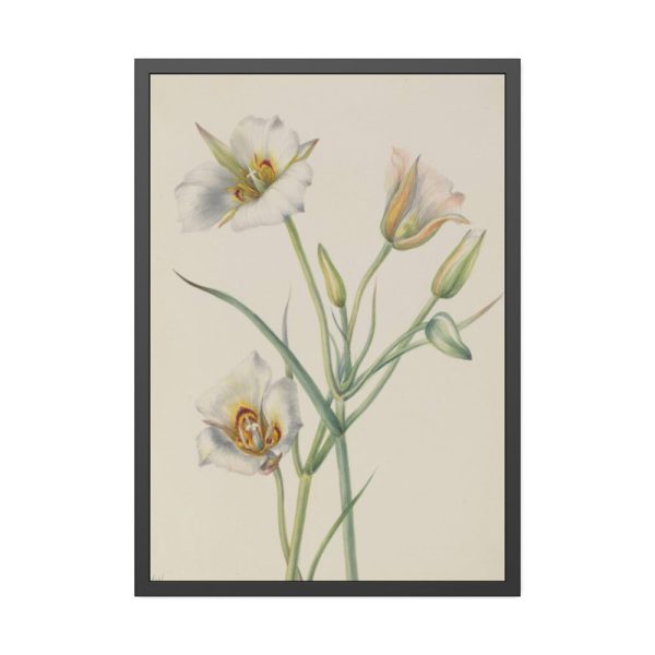 Sego Lily by Mary Vaux Walcott Framed Poster