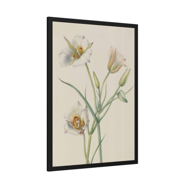 Sego Lily by Mary Vaux Walcott Framed Poster