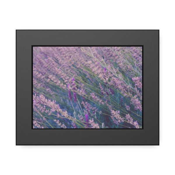 93836-4.jpg Tall Lavender Plants Framed Poster
