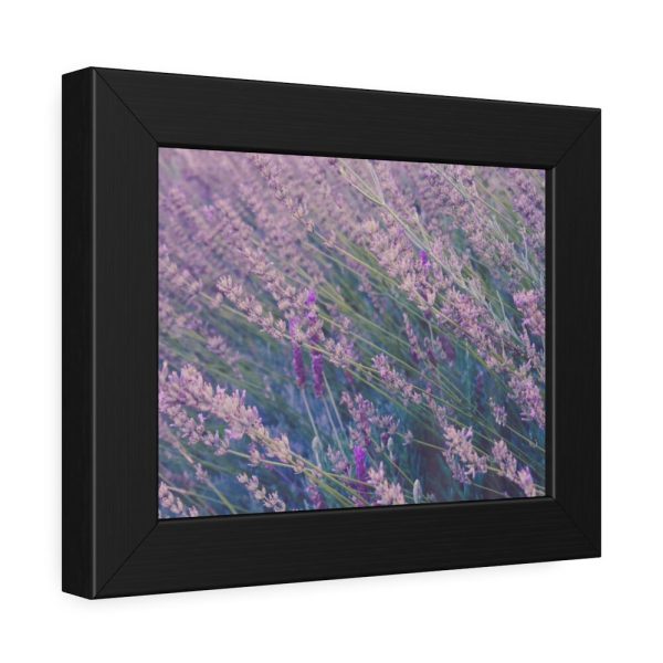 93837-5.jpg Tall Lavender Plants Framed Poster