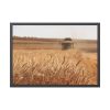 Tractor Harvest Grains of Wheat in a Farm Field Framed Poster