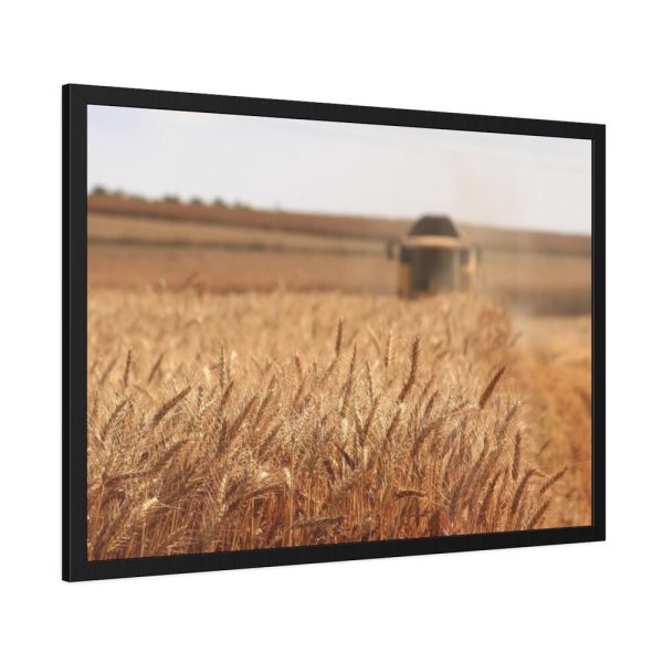 Tractor Harvest Grains of Wheat in a Farm Field Framed Poster