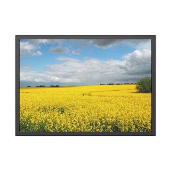 93854-320.jpg Oilseed Rape Field Yellow Framed Poster