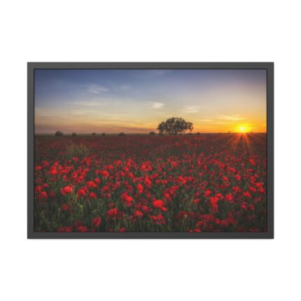Red Poppies in the Sunset Framed Poster