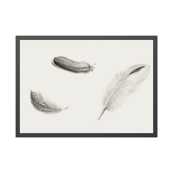 Study of Three Feathers Framed Poster