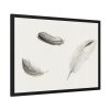 Study of Three Feathers Framed Poster