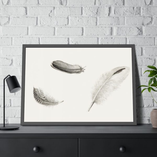 Study of Three Feathers Framed Poster