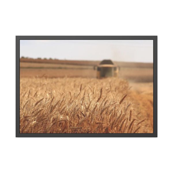 Tractor Harvest Grains of Wheat in a Farm Field Framed Poster