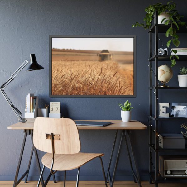Tractor Harvest Grains of Wheat in a Farm Field Framed Poster
