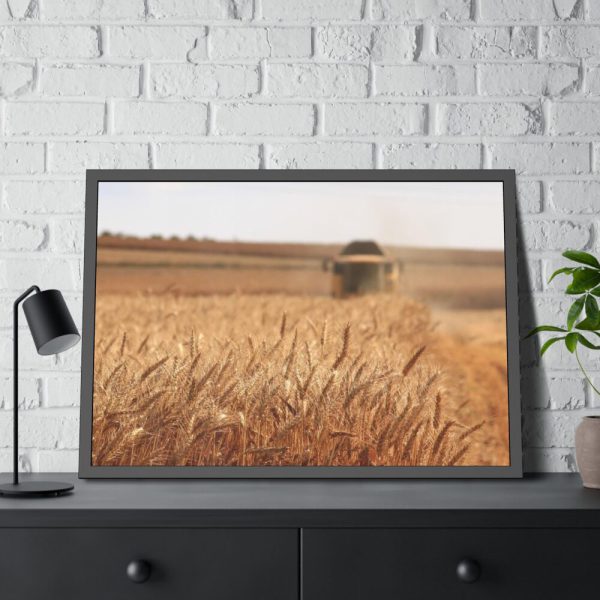 Tractor Harvest Grains of Wheat in a Farm Field Framed Poster