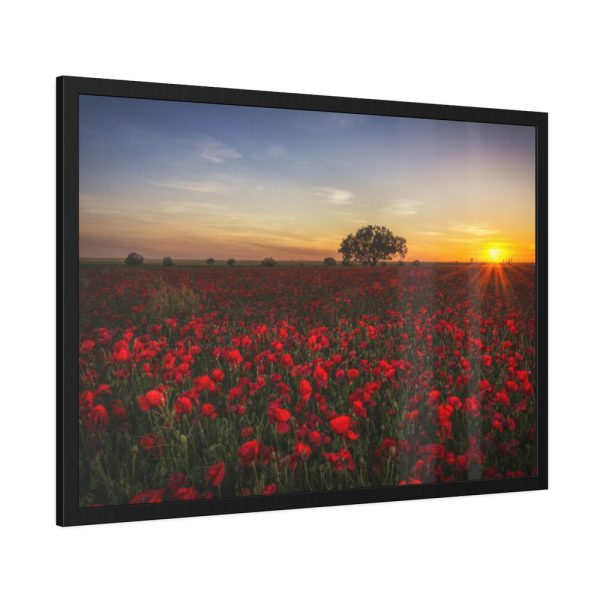 Red Poppies in the Sunset Framed Poster