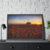 Red Poppies in the Sunset Framed Poster