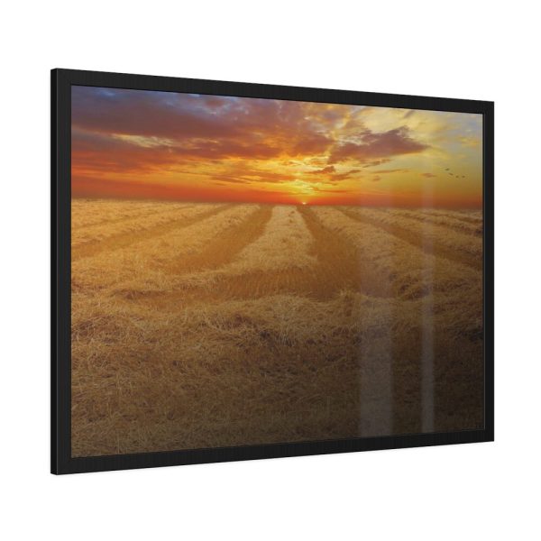 93855-49.jpg Wheat field Framed Poster