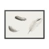 Study of Three Feathers Framed Poster