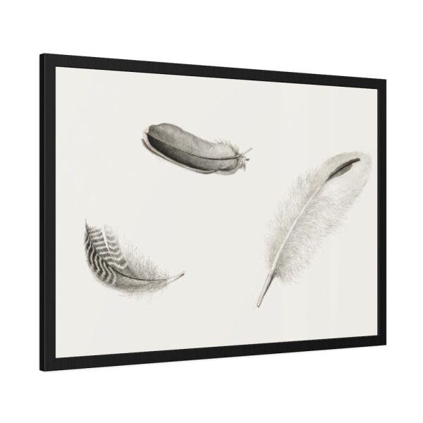 Study of Three Feathers Framed Poster