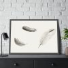 Study of Three Feathers Framed Poster