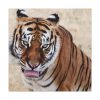 101419-1.jpg Tiger at the Wild Animal Sanctuary Standard Canvas