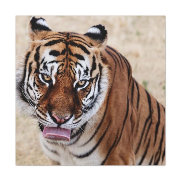 101419-1.jpg Tiger at the Wild Animal Sanctuary Standard Canvas
