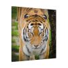 Siberian Tiger Standard Canvas