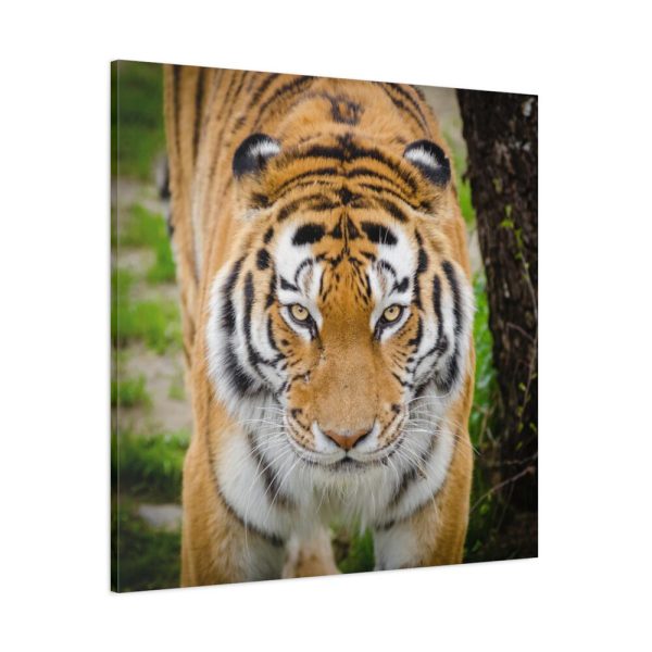 Siberian Tiger Standard Canvas