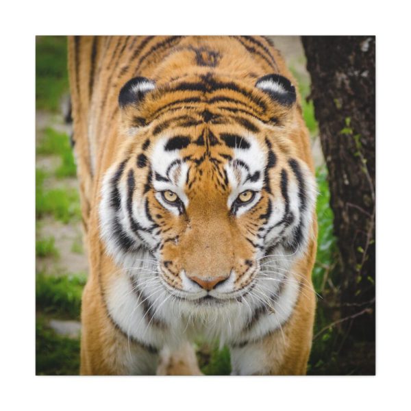 Siberian Tiger Standard Canvas