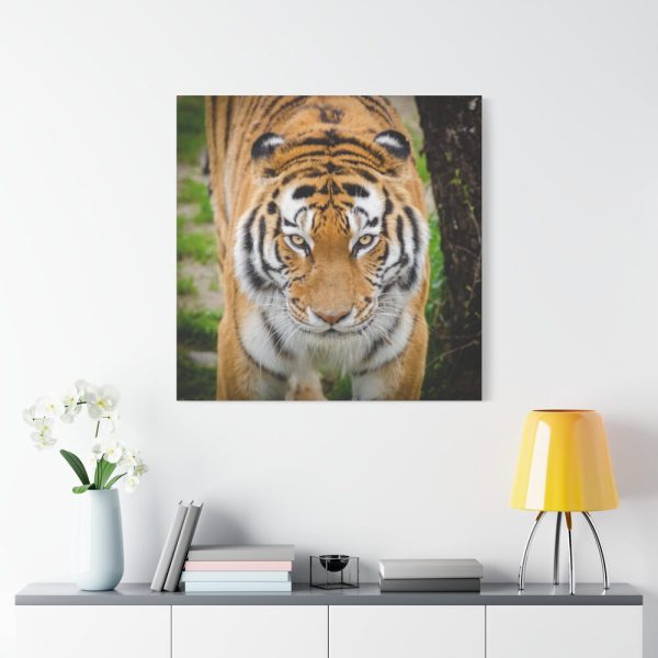 Siberian Tiger Standard Canvas