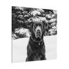 101419-20.jpg Puka the Chocolate Lab by Carol M. Highsmith Standard Canvas