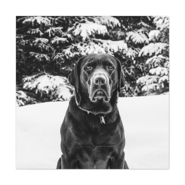 101419-21.jpg Puka the Chocolate Lab by Carol M. Highsmith Standard Canvas