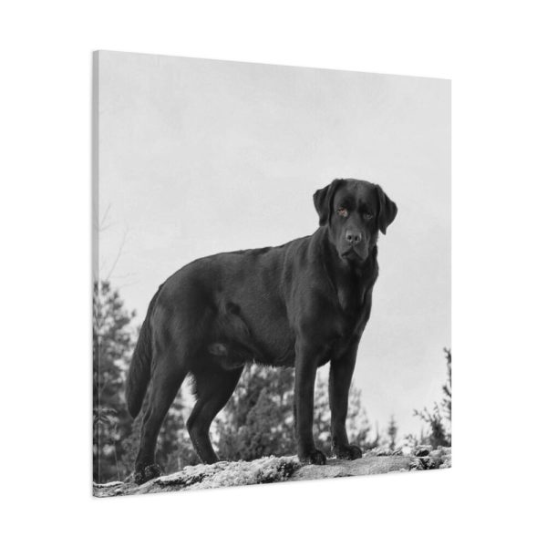 101419-30.jpg Black Labrador Dog Standard Canvas