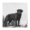 101419-31.jpg Black Labrador Dog Standard Canvas