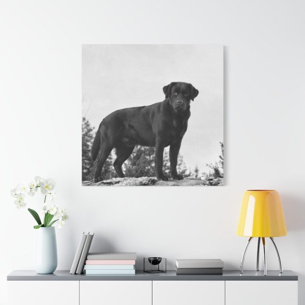 101419-32.jpg Black Labrador Dog Standard Canvas