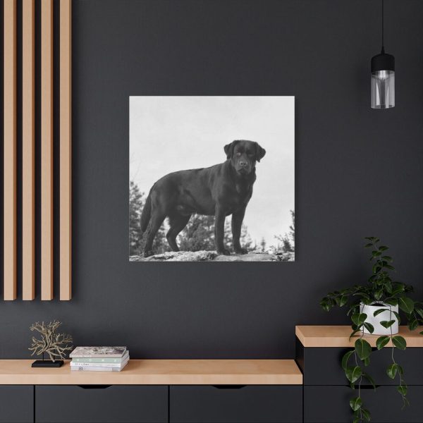 101419-33.jpg Black Labrador Dog Standard Canvas