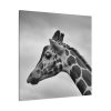 101419-35.jpg Black-and-White Photo of a Giraffe's Head Standard Canvas