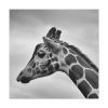 101419-36.jpg Black-and-White Photo of a Giraffe's Head Standard Canvas