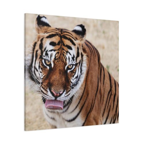 Tiger at the Wild Animal Sanctuary Standard Canvas