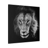 Barbary Lion Face Closeup Standard Canvas