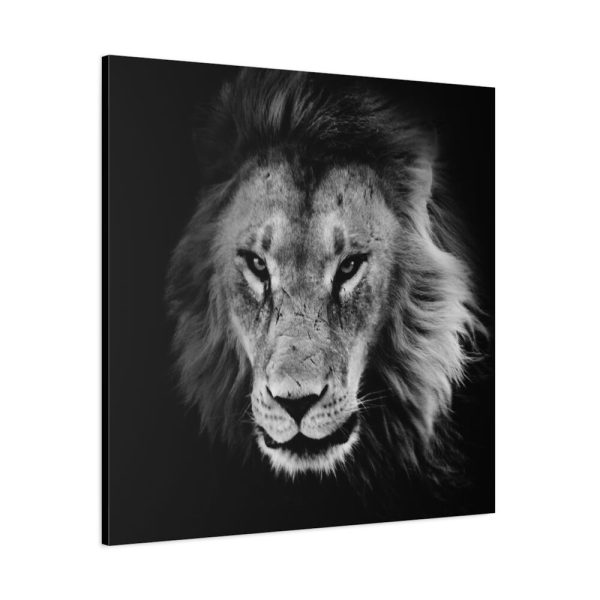 Barbary Lion Face Closeup Standard Canvas