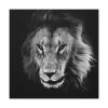 Barbary Lion Face Closeup Standard Canvas