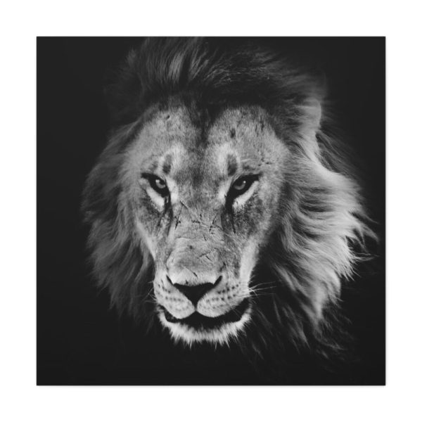 Barbary Lion Face Closeup Standard Canvas