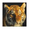 101419-6.jpg Tiger Look Standard Canvas