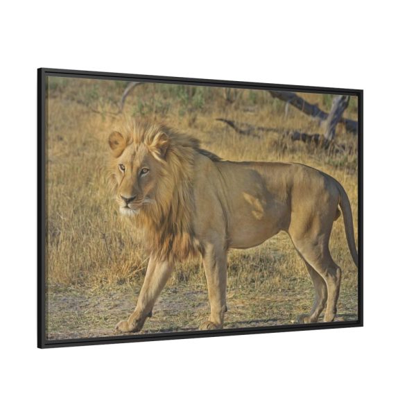 88289-110.jpg Lion Wild Cat Framed Canvas