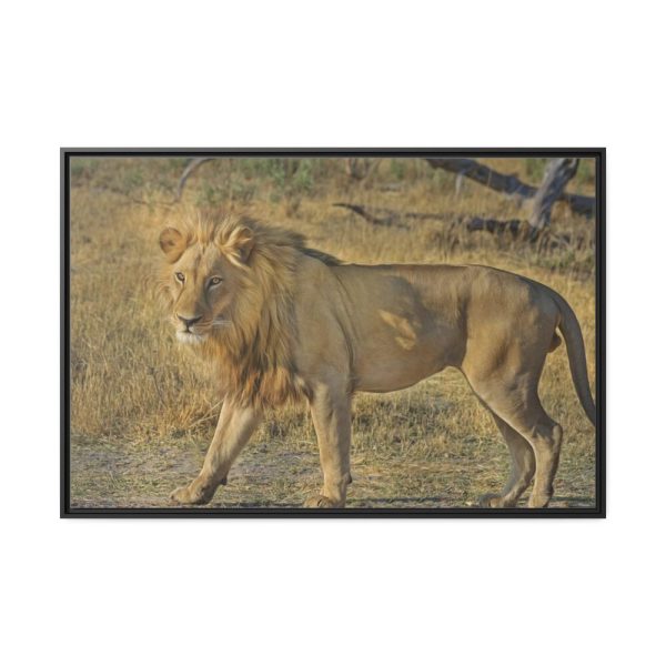 88289-111.jpg Lion Wild Cat Framed Canvas