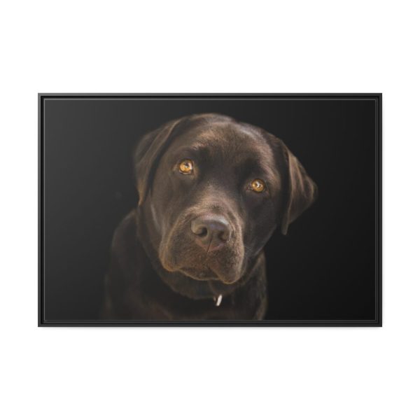 Labrador Retriever Framed Canvas